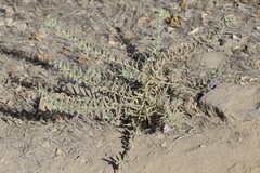Trichostema lanceolatum