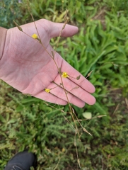 Lactuca serriola