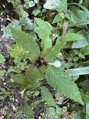 Galeopsis