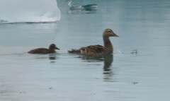 Somateria mollissima