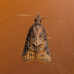 Platynota idaeusalis