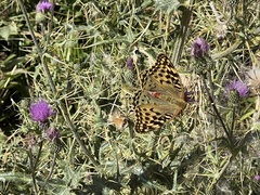 Argynnis pandora