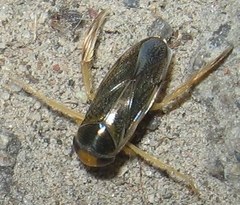 Corixini