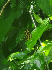 Tithorea harmonia megara