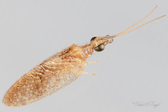 Sympherobius barberi