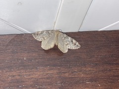Larentiinae