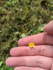 Lactuca serriola