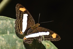Adelpha basiloides