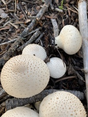 Lycoperdon perlatum