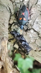 Euthyrhynchus floridanus