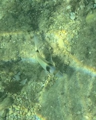 Diplodus vulgaris