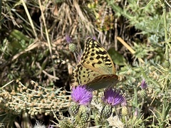 Argynnis pandora