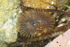 Sabellidae