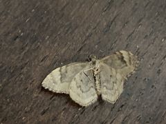 Larentiinae