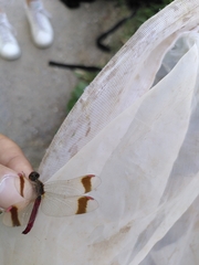 Sympetrum pedemontanum