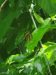 Tithorea harmonia megara