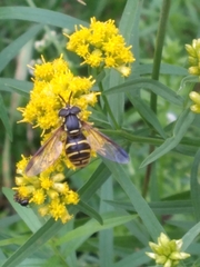 Chrysotoxum