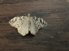 Larentiinae