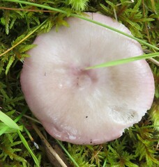 Russula fragilis