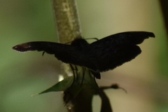 Pyrginae