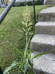 Sorghum