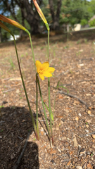 Zephyranthes tubispatha