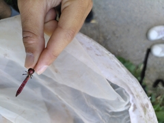 Sympetrum pedemontanum