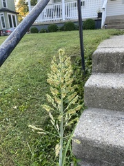 Sorghum