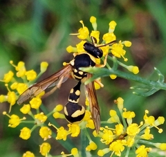 Eumenes mediterraneus