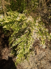 Baccharis sarothroides