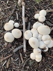 Lycoperdon perlatum