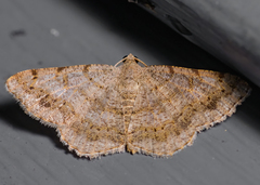 Digrammia ocellinata