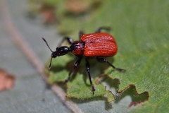 Apoderus