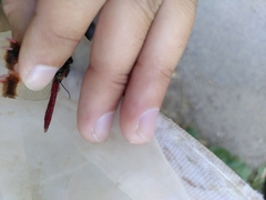 Sympetrum pedemontanum