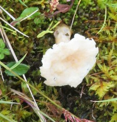 Cuphophyllus virgineus