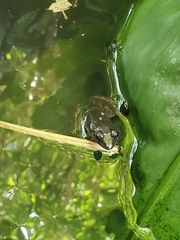 Leptodactylus validus