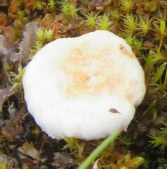 Lactarius torminosus