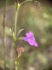 Agalinis purpurea