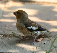 Coccothraustes coccothraustes