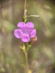 Agalinis purpurea