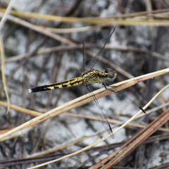 Erythrodiplax minuscula