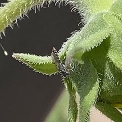 Tachysphex terminatus