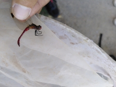 Sympetrum pedemontanum