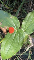 Prosartes trachycarpa