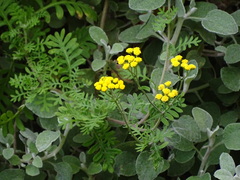 Hippia frutescens