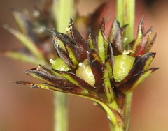 Scleria verticillata