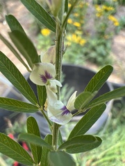 Lespedeza cuneata
