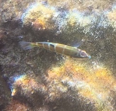 Thalassoma pavo