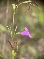Agalinis purpurea