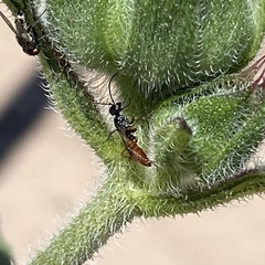 Campopleginae